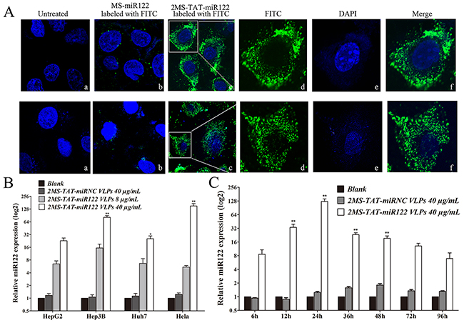 The capabilities for penetrating cytomembrane and miR-122 delivery of MS2 VLP displaying TAT