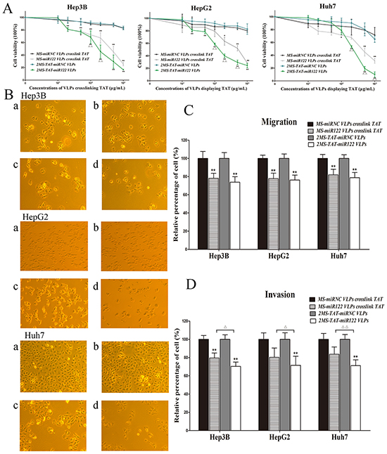 The inhibitory effects of 2MS-TAT-miR122 VLPs for proliferation, migration and invasion