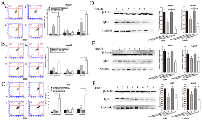 Cell apoptosis and target protein expression of miR-122