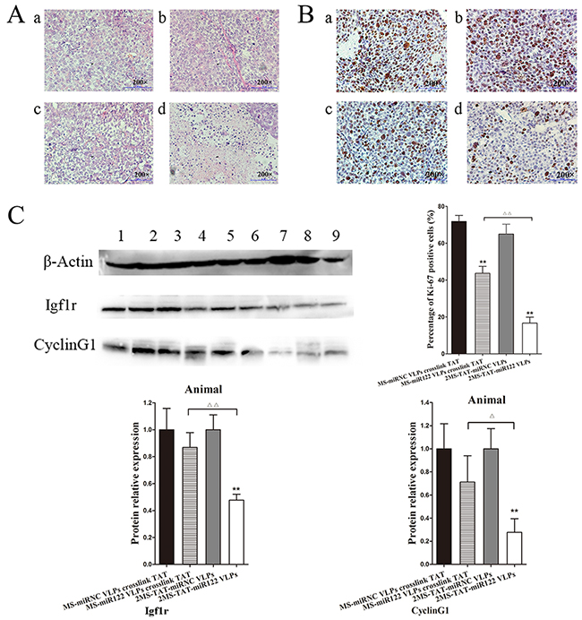 Inhibition effects of 2MS-TAT-miR122 VLPs after tumors captured from mice