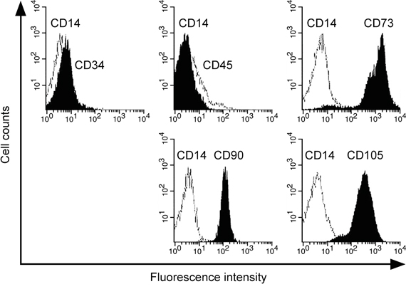 Identification of human lung-derived MSC.