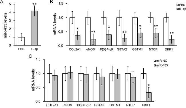 IL-1&#x03B2; treatment upregulated miR-433 and down-regulated DKK1 expressions in hL-MSC.