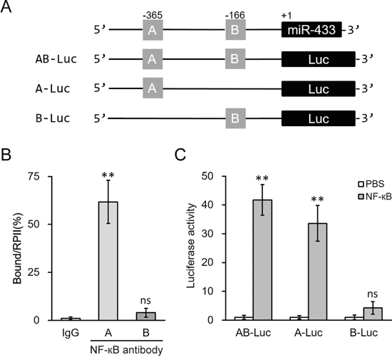 NF-&#x03BA;B induced miR-433 expression by directly binding to its promoter region.