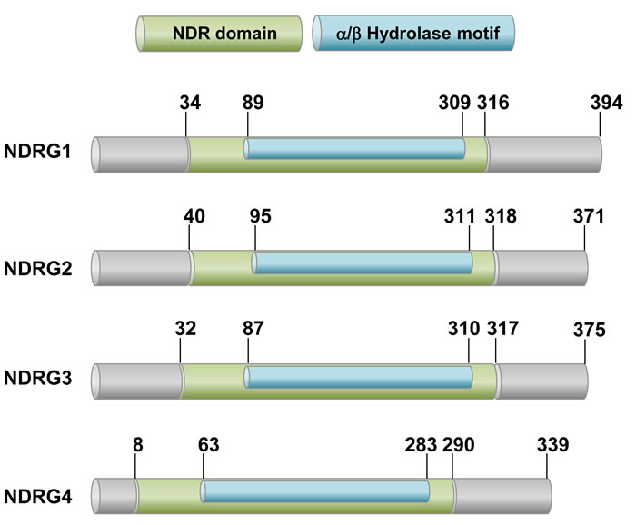 A schematic drawing of human NDRG proteins.