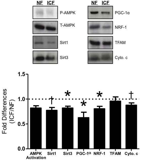 Mitochondrial biogenesis signaling.