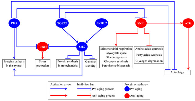 Several nutrient- and energy-sensing signaling pathways and protein kinases converge into a network which defines the rate of yeast chronological aging.