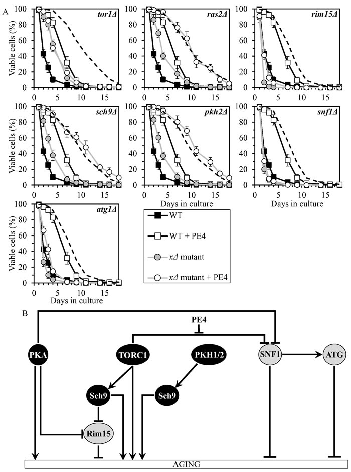 PE4 extends yeast CLS by weakening the restraining action of TORC1 on SNF1.