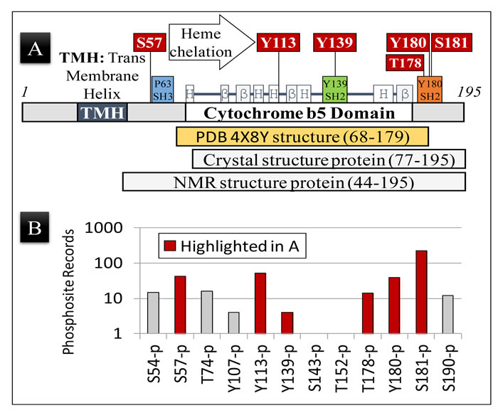 PGRMC1 is phosphorylated on key regulatory amino acid residues.