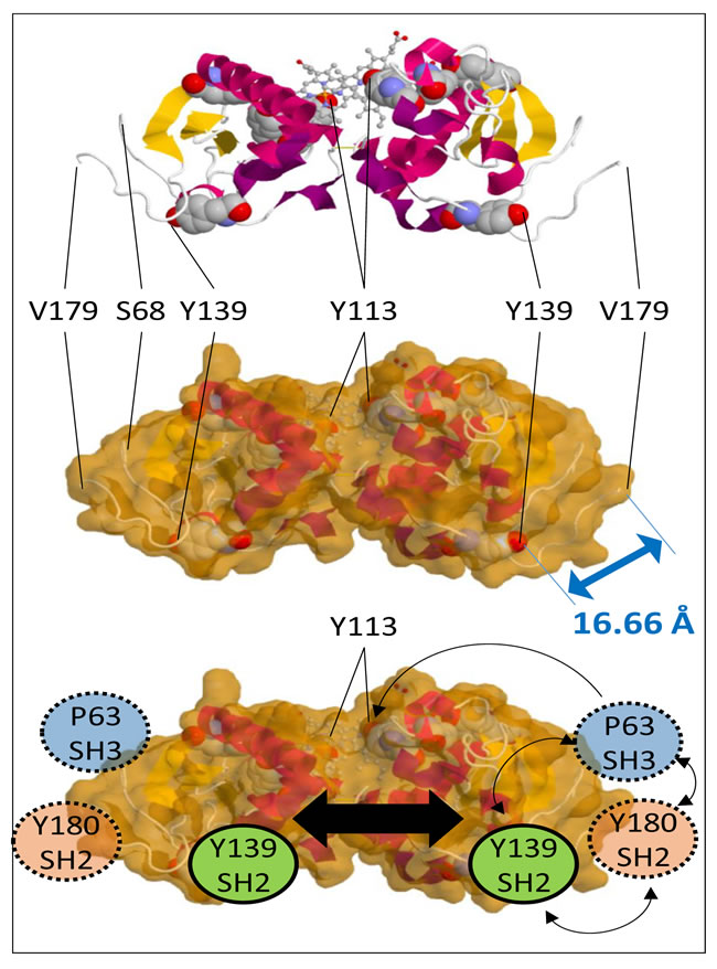 PGRMC1 contains a putative tripartite signaling platform.