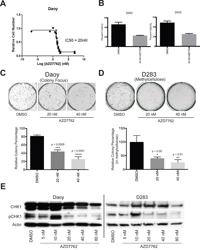 Small-molecule CHK1 inhibitor, AZD7762, potently suppressed medulloblastoma growth in vitro.