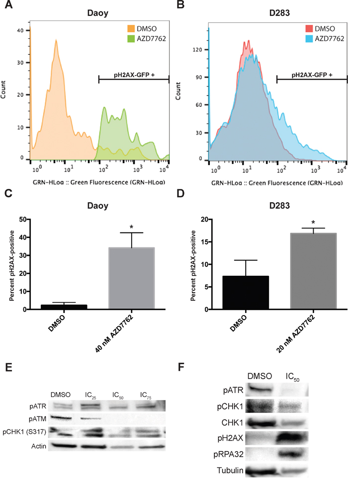 Treatment of medulloblastoma tumor cells with AZD7762 induces DNA damage.