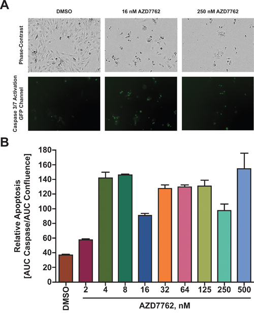 Treatment of Daoy cells with AZD7762 induces apoptosis.