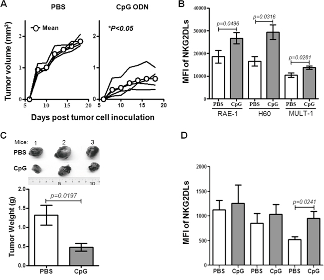 The development and NKG2DL levels of syngeneic tomor.