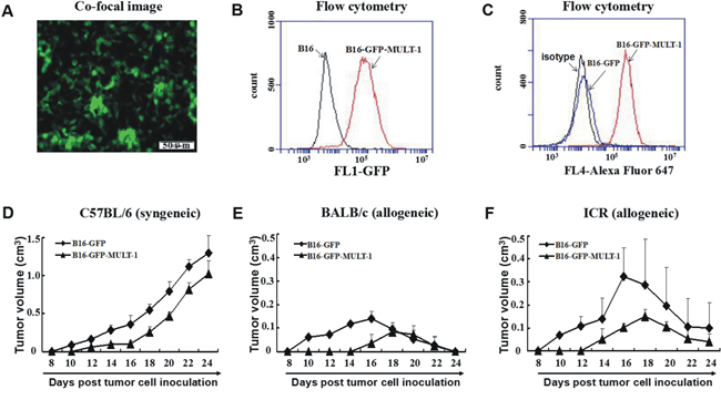 Syngeneic and allogeneic tumor formation of MULT-1 gene transfected B16 cells in mice.