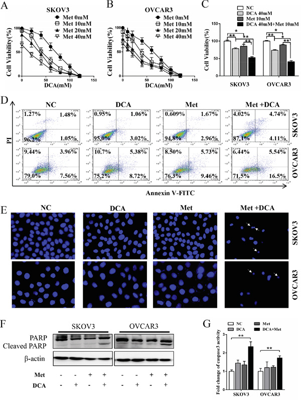 Dichloroacetate (DCA) and metformin (Met) synergistically induce apoptosis in ovarian cancer cells.