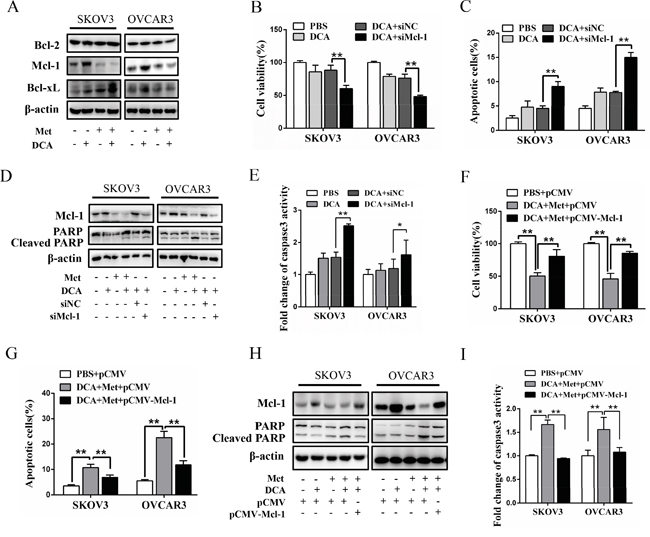 Met sensitizes DCA through decreasing DCA-induced Mcl-1.