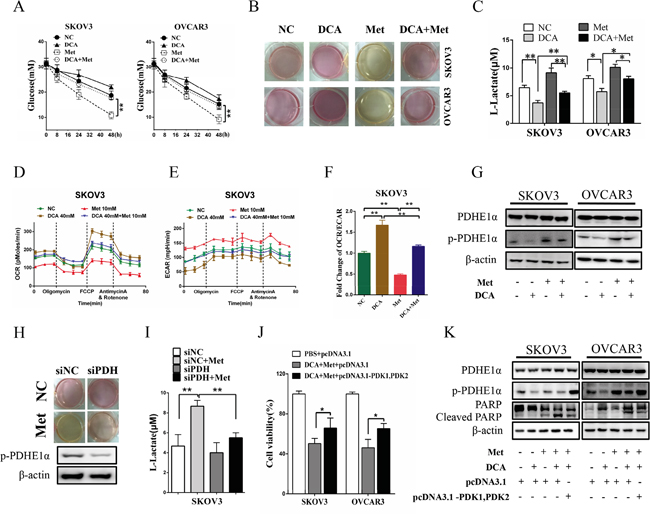 DCA alleviates Met-induced glucose consumption and lactate production.