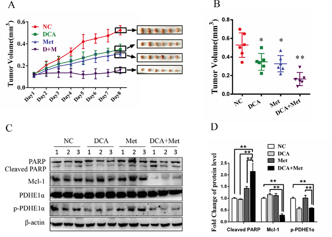 DCA and Met collaboratively repress the growth of ovarian cancer cells in vivo.