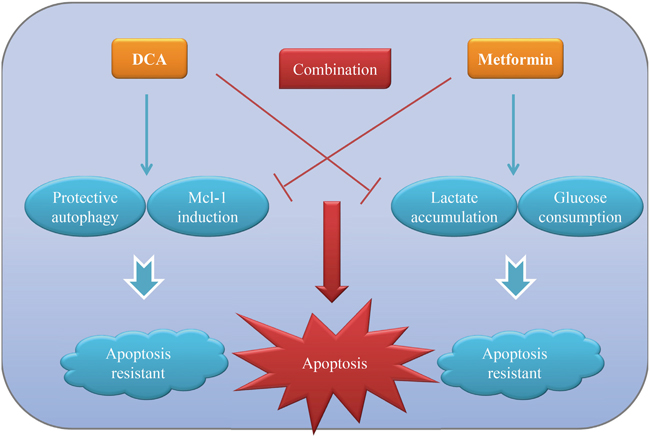 The working model for the synergistic sensitization of DCA and Met to each other in ovarian cancer cells.