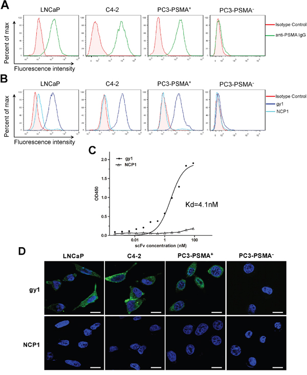 Gy1 can specifically bind and internalize into PSMA positive cancer cells.