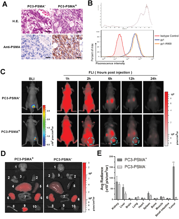 Gy1 specifically enriches in PSMA positive tumor in xenograft mouse model.