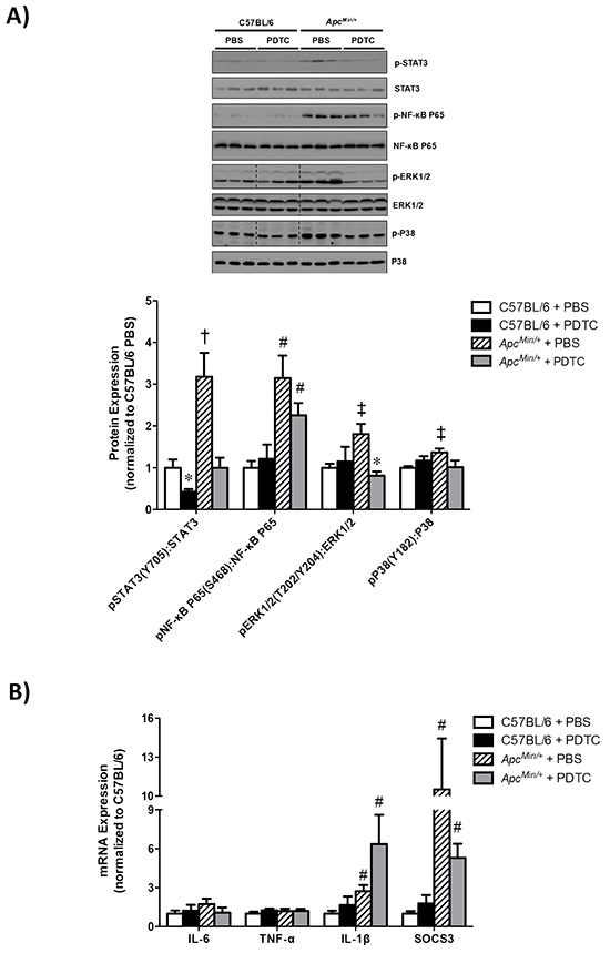 The effect of PDTC treatment on muscle inflammatory signaling and gene expression in ApcMin/+ mice.