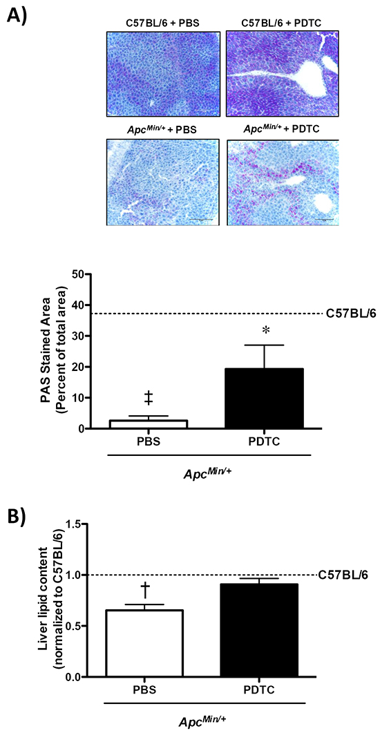 The effect of PDTC treatment on liver glycogen and lipid content in ApcMin/+ mice.