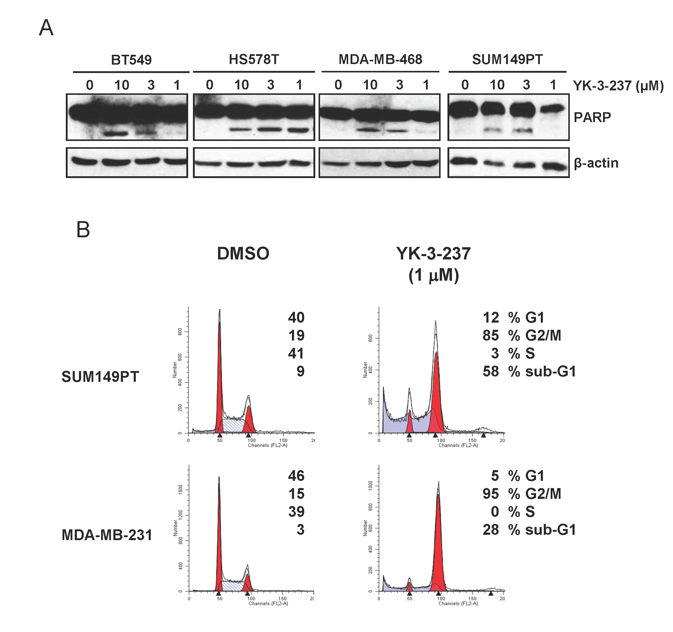 Induction of apoptotic cell death and G2/M arrest by YK-3-237 in TNBC cell lines.