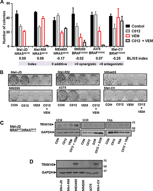 Combination of C012 and vemurafenib induces TRIM16 protein expression.