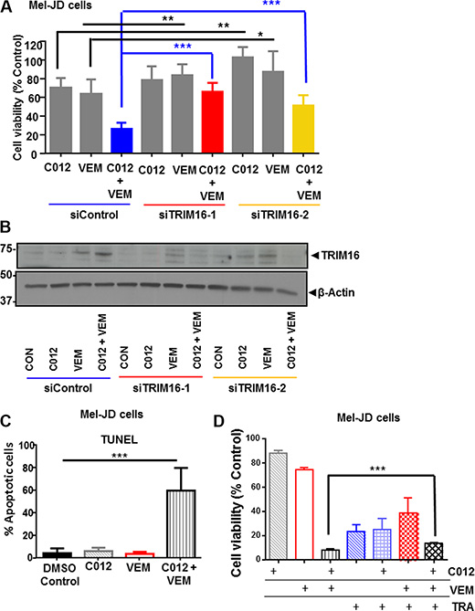 TRIM16 is partially required for combination of C012 and vemurafenib reduction in cell viability.