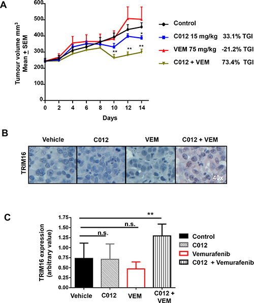 Combination of C012 and vemurafenib shows a decrease in tumor volume and increase in TRIM16 in vivo.
