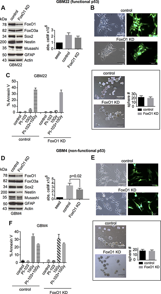 FoxO1 knockdown slightly reduces the expression of stemness markers and does not increase cell death after &#x03B3;IR or combination treatment with &#x03B3;IR and PI-103.