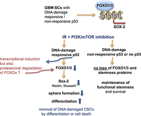 Proposed role of FoxOs and p53 in the control of stemness and post-treatment survival in GBM-SCs.