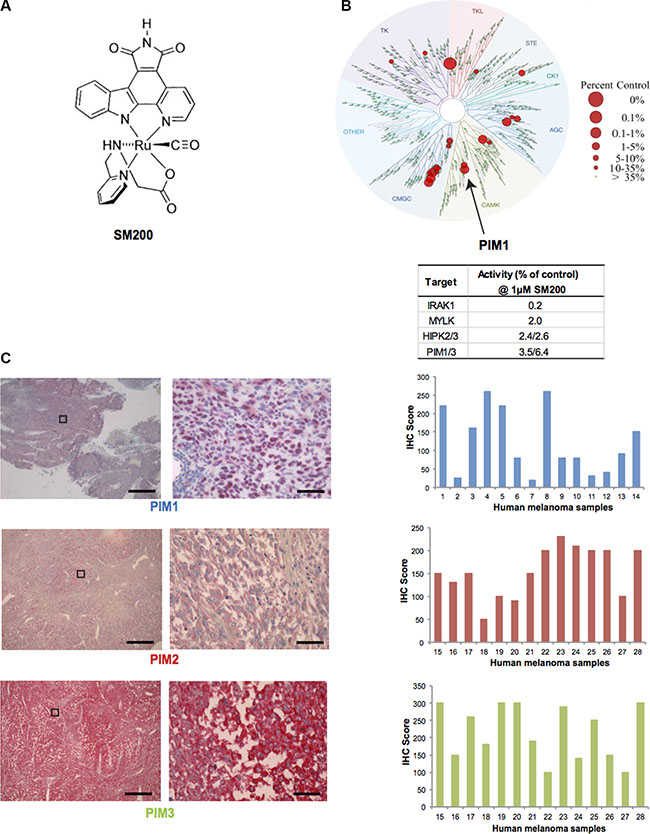 PIM kinases as targets for melanoma.