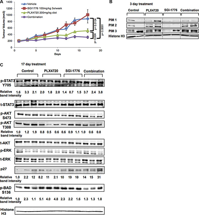 SGI-1776 displays anti-tumor activity in combination with a BRAF inhibitor in vivo.