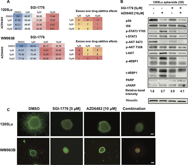 SGI-1776 displays anti-tumor activity in combination with a PI3K inhibitor in 3D melanoma models.