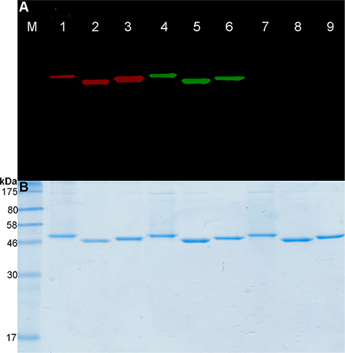 Fusion proteins labeling with BG-PEG24-IR700.