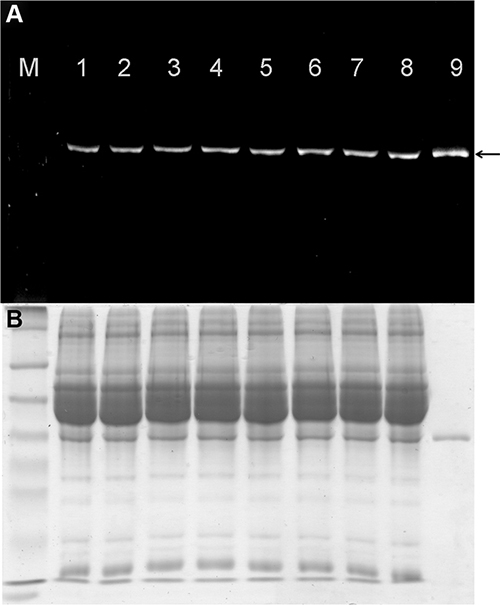 Stability of fluorescence-labeled scFv-425-SNAP protein in mouse serum.