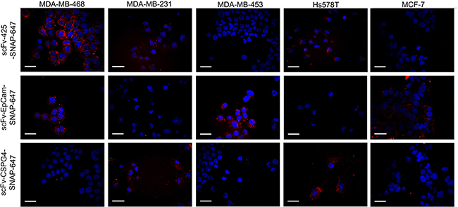 Confocal microscopy showing fluorescence-labeled scFv-SNAP fusion proteins targeting EGFR, EpCAM and CSPG4.