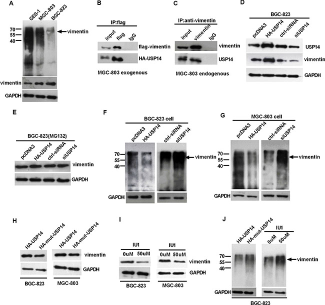 USP14 can influence the expression of vimentin by affecting its ubiquitination.
