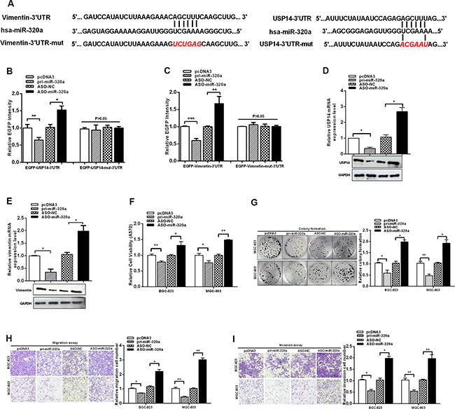 USP14 and vimentin are suppressed by miR-320a.