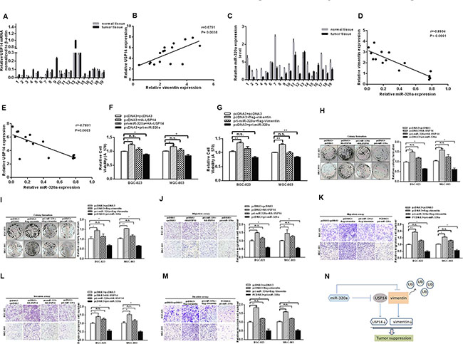 miR-320a functions as a tumor suppressor in GC cells via USP14 and vimentin.