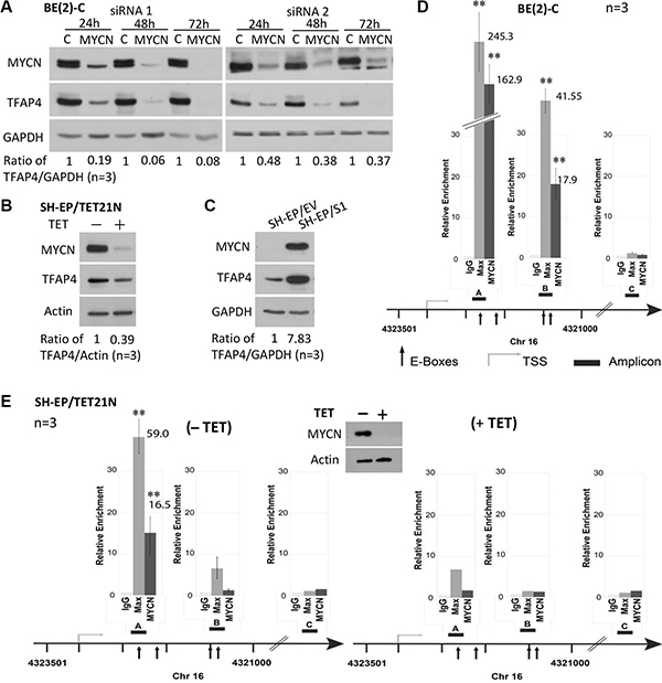 TFAP4 is regulated by MYCN in neuroblastoma cells.