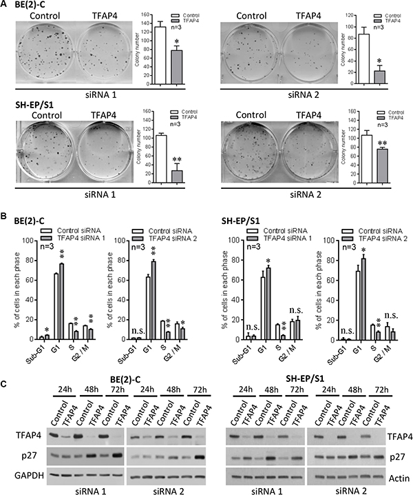 Inhibition of neuroblastoma cell growth following knockdown of TFAP4.