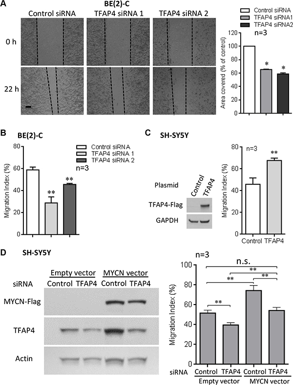 TFAP4 is required for neuroblastoma cell migration.