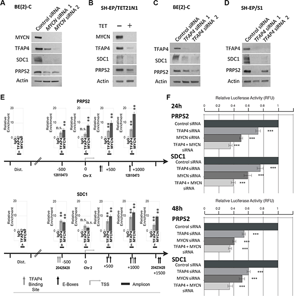 PRPS2 and SDC1 are direct transcriptional targets of MYCN and TFAP4 in neuroblastoma.