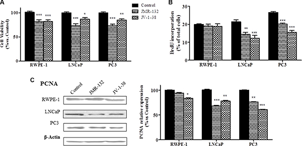 Effect of GHRH antagonists, JMR-132 and JV-1-38, (0.1 &#x03BC;M) on cell viability (A), cell proliferation (B) and expression of PCNA in RWPE-1, LNCaP and PC3 cells.