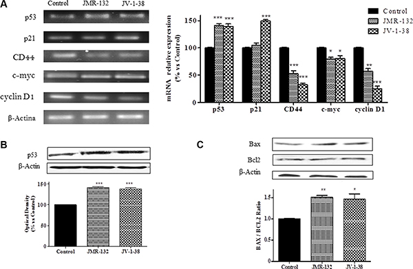Analysis of p53, p21, CD44, c-myc and cyclin D1 mRNA levels (A) and p53 (B), Bax and Bcl-2 (C) protein levels after treatment with 0.1 &#x03BC;M of GHRH antagonists at 30 min (A), 60 min (B), and 2 h (C) respectively, in PC3 cells.