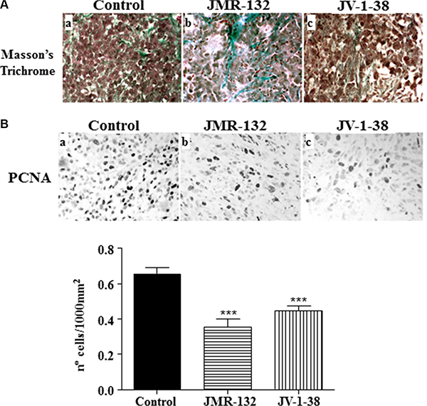 Effect of the GHRH antagonists JMR-132 (10 &#x03BC;g/day) and JV-1-38 (20 &#x03BC;g/day) on PC3 tumor proliferation.