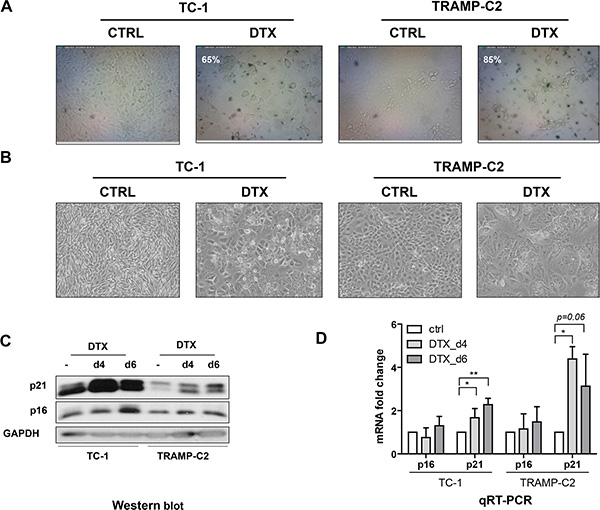 Docetaxel induces senescence in TC-1 and TRAMP-C2 cells.